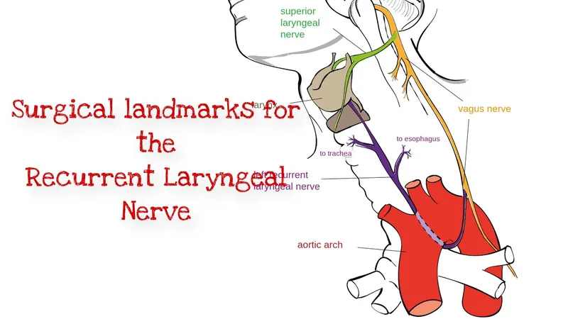 Recurrent Laryngeal Nerve Surgical Landmarks