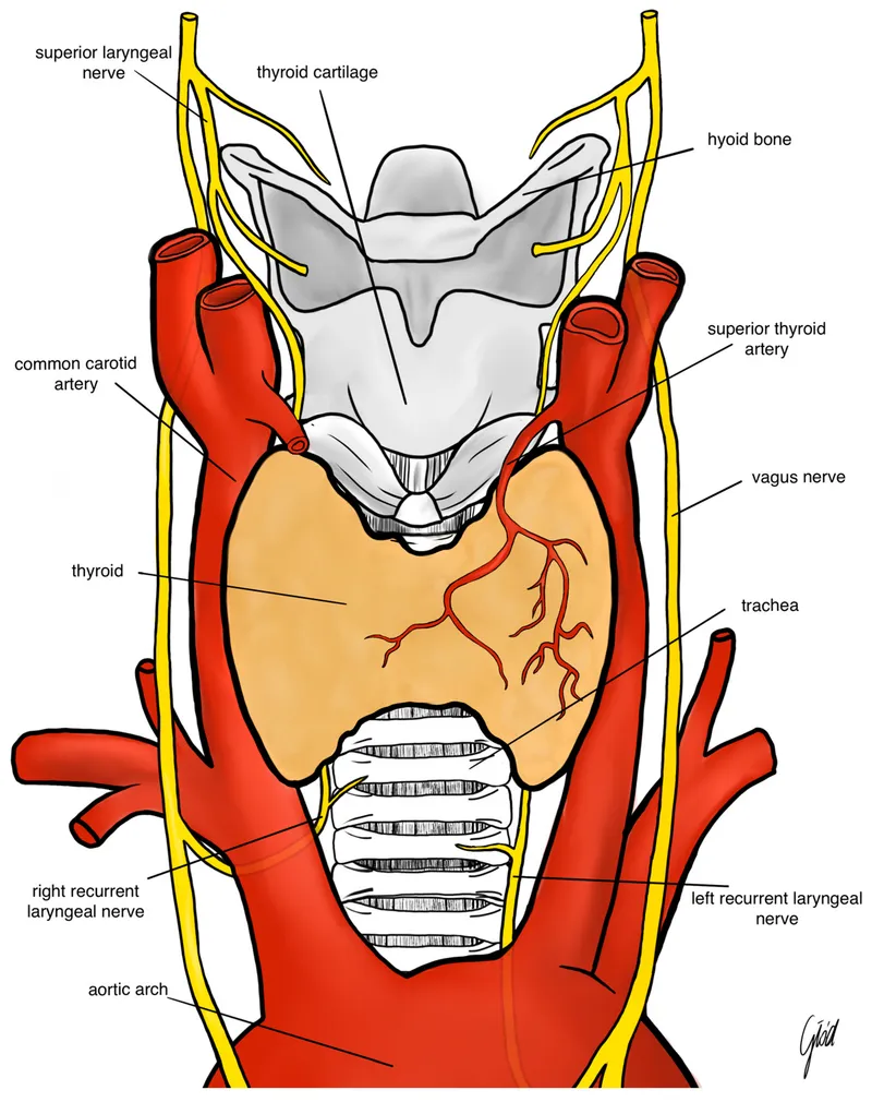 Recurrent Laryngeal Nerve Anatomy
