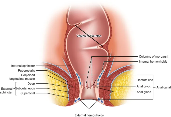 Anatomy of the anal canal with key structures labeled