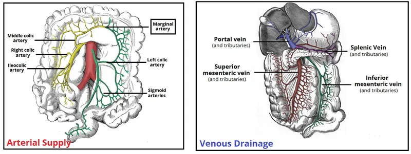 Colorectal arterial supply and venous drainage