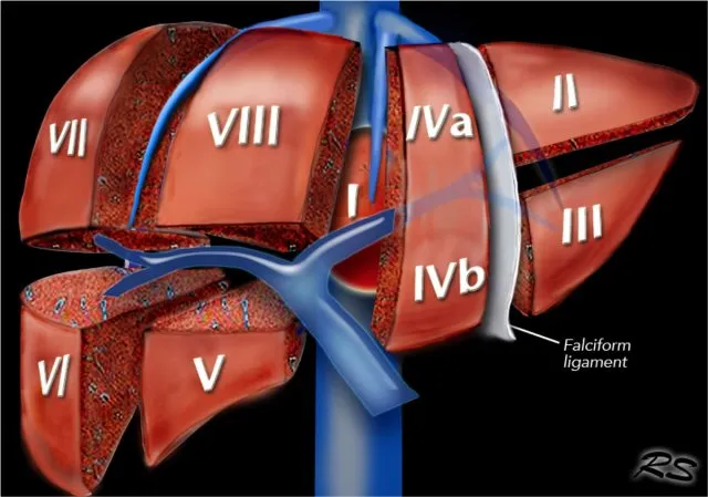 Couinaud segments of the liver with vascular supply