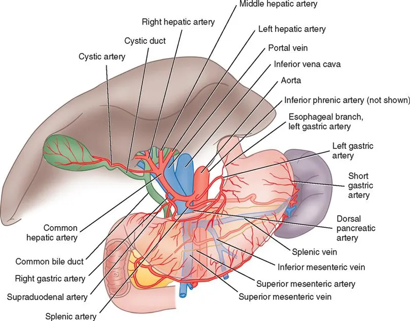 Pancreatic vascular anatomy and surrounding structures