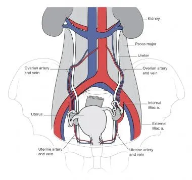 Female pelvic vessels and ureter