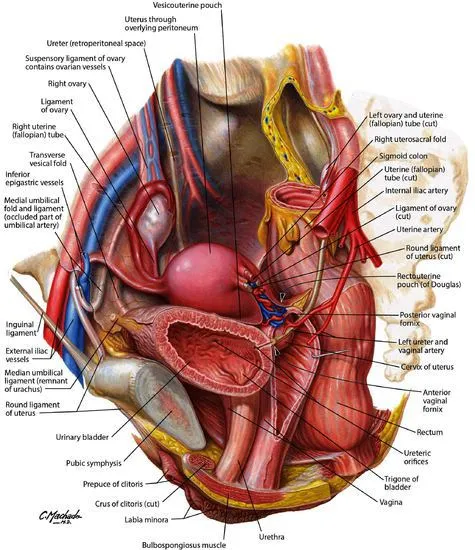 Female Pelvic Anatomy: Ovaries, Ligaments, and Ureter