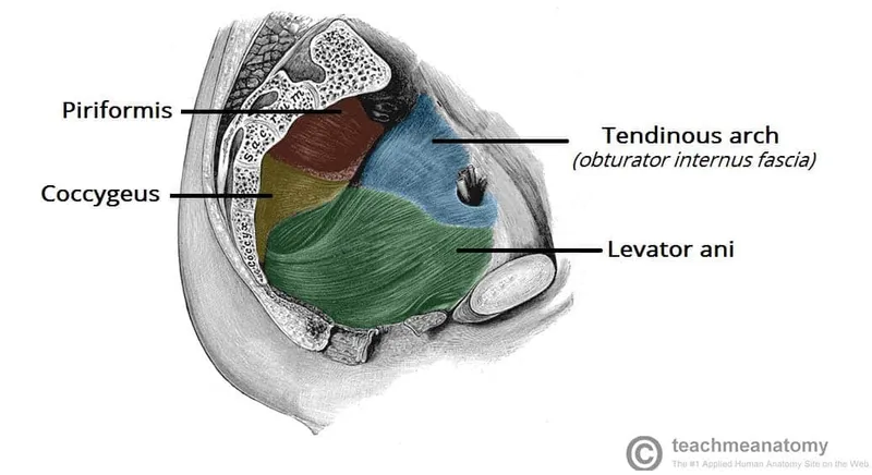 Pelvic floor muscles: piriformis, coccygeus, levator ani