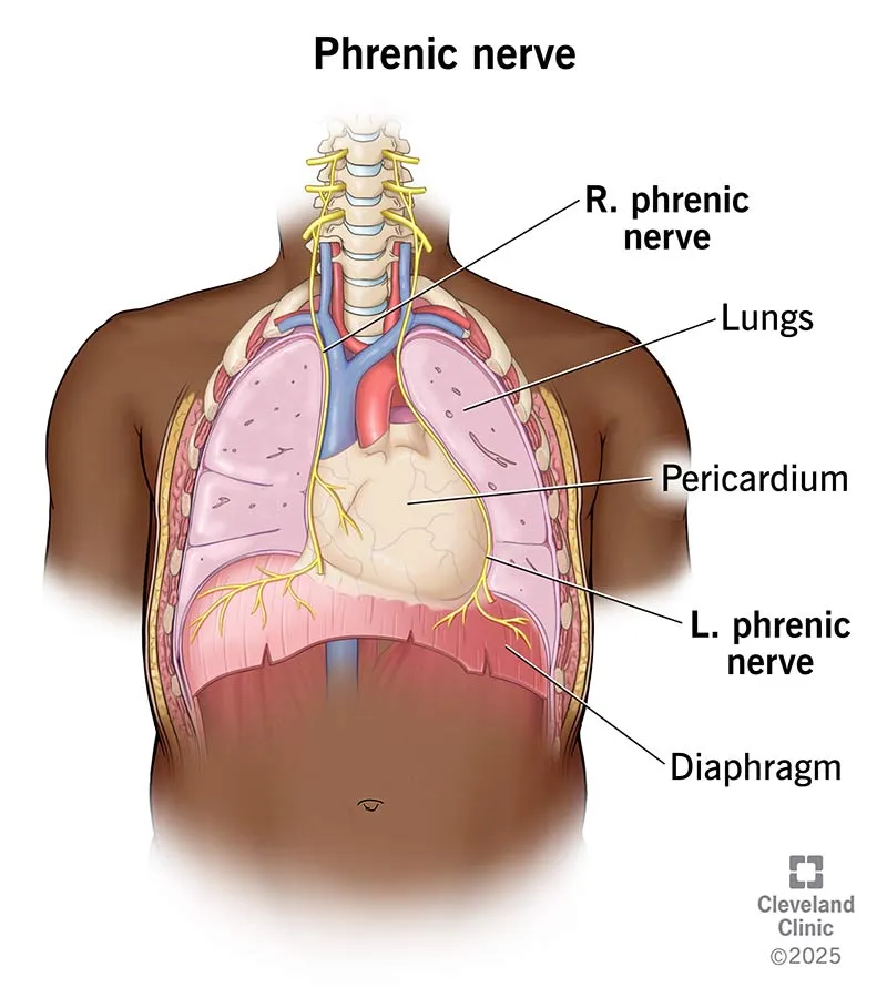 Phrenic nerve anatomy and relation to diaphragm