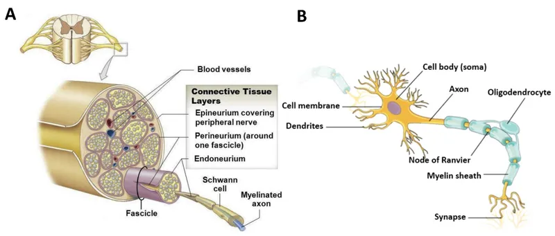 Peripheral nerve cross-section and neuron diagram