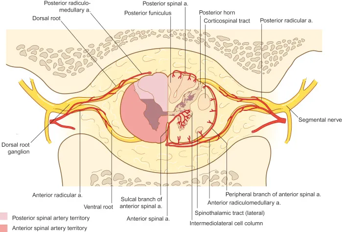 Spinal cord arterial supply territories