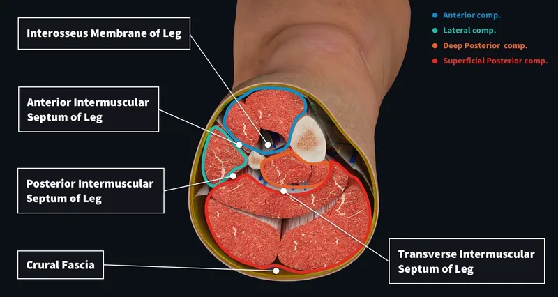 Anatomical cross-section of lower leg compartments