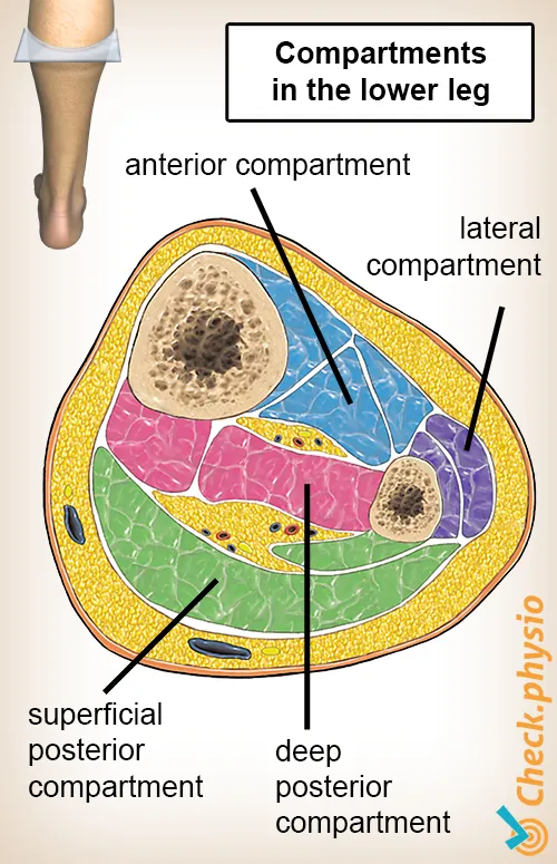 Lower Leg Compartments Cross-Section