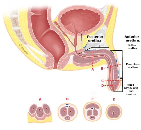 Male Urethra Anatomy: Anterior and Posterior Divisions