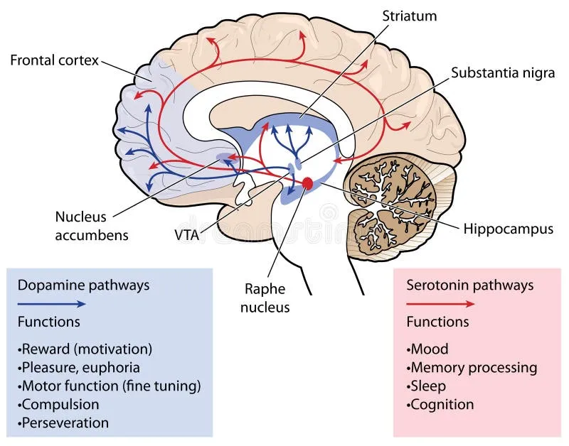 Neurotransmitter pathways in mood regulation showing serotonin and dopamine circuits