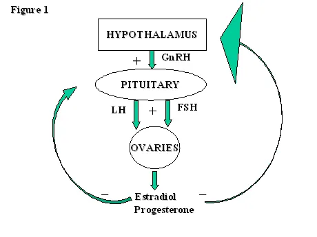 Detailed diagram of hypothalamic-pituitary feedback loops with hormone pathways