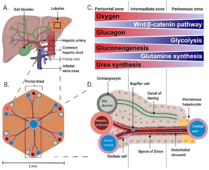 Hepatic lobule diagram showing metabolic zones and blood flow