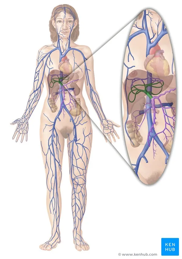 Diagram of portal circulation showing splanchnic blood flow