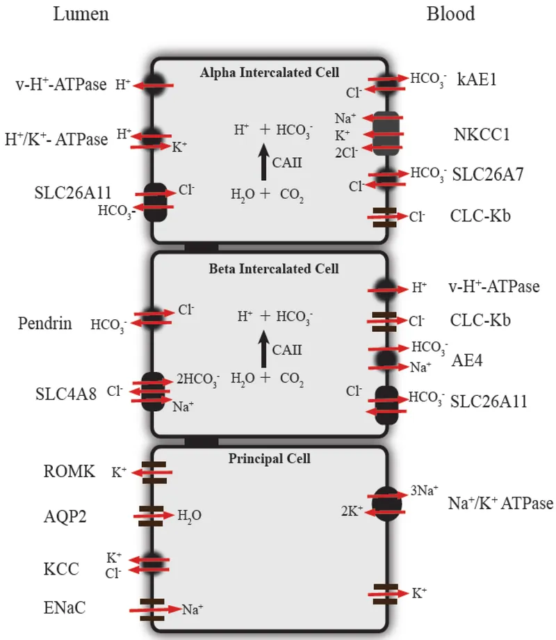 Diagram of collecting duct intercalated cells showing acid and base secretion