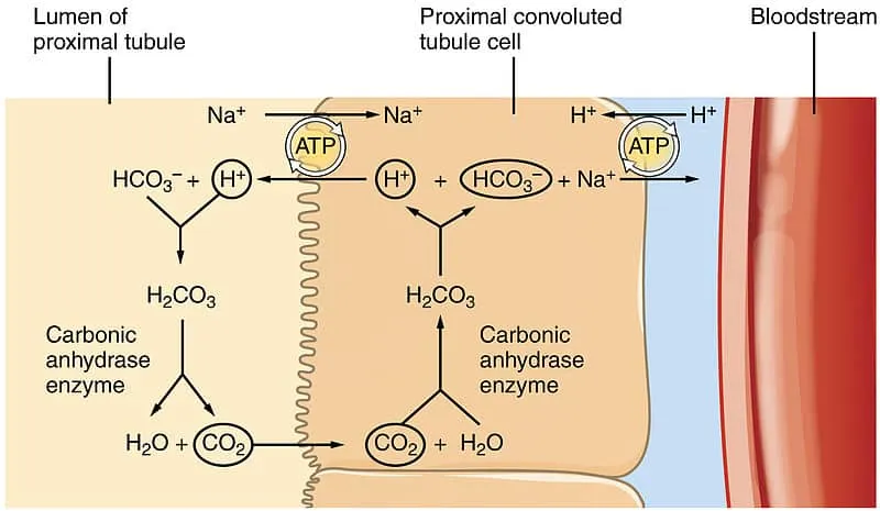 Detailed nephron anatomy showing proximal tubule bicarbonate reabsorption