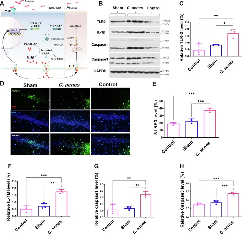 Immunofluorescence staining showing TLR-2 activation by C. acnes