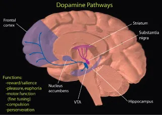 Brain reward pathway showing ventral tegmental area and nucleus accumbens