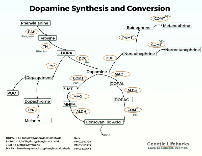 Diagram showing neurotransmitter synthesis pathways from amino acid precursors