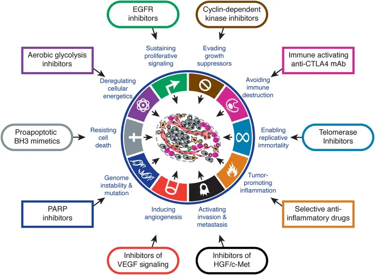 Diagram showing cancer cell vulnerabilities and corresponding drug targets