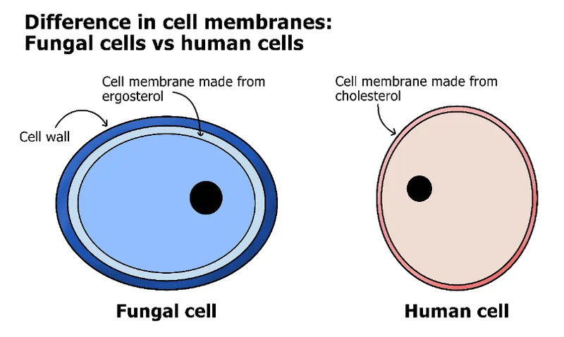 Comparison of fungal and human cell structures showing antifungal targets