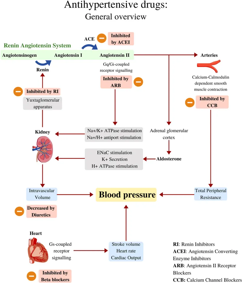 Complex diagram showing multiple antihypertensive drug mechanisms working synergistically on cardiovascular system