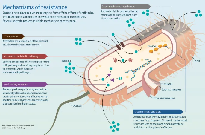 Bacterial resistance mechanisms showing efflux pumps and enzyme production
