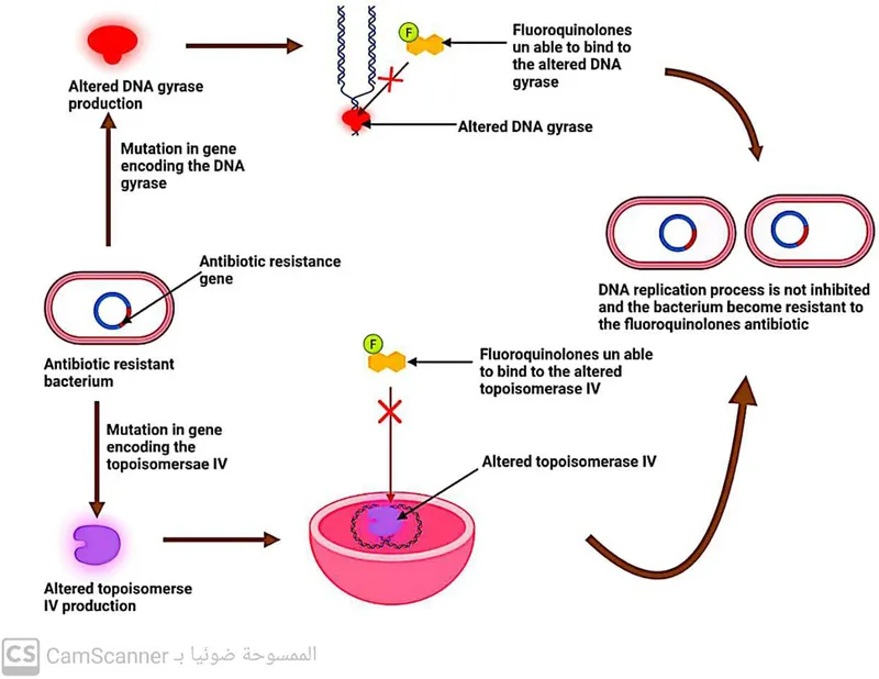 Fluoroquinolone resistance mutations in DNA gyrase and topoisomerase IV