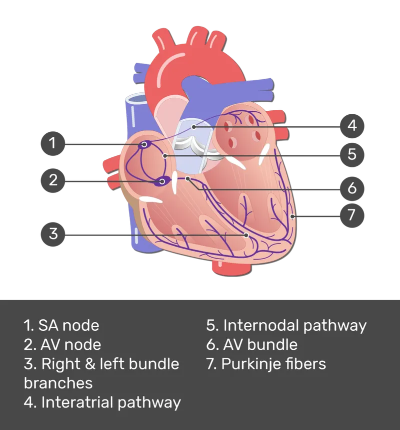 Cardiac conduction system anatomy showing SA node AV node bundle branches