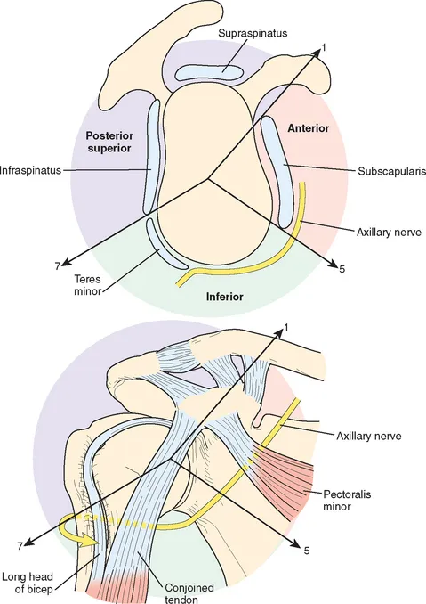Shoulder arthroscopy portal anatomy showing neurovascular structures and safe zones