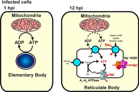 Metabolic pathway diagram showing ATP parasitism in intracellular bacteria