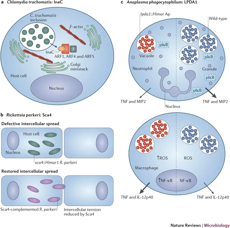 Detailed cellular diagram showing intracellular pathogen invasion mechanisms