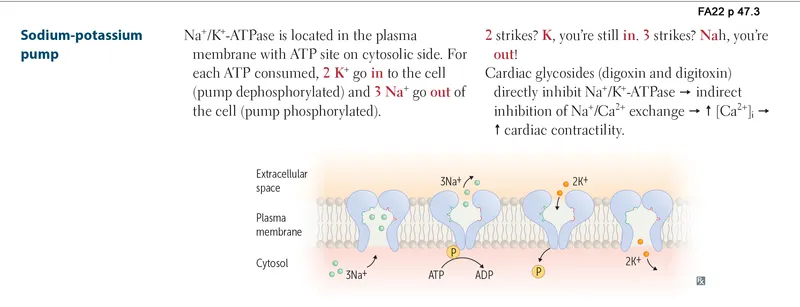 digoxin mechanism of action