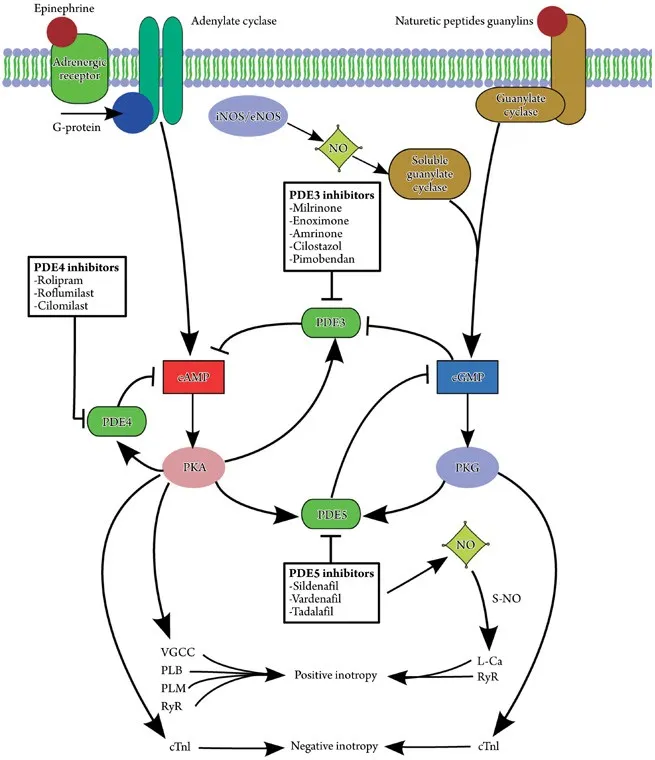 PDE3 inhibitor mechanism