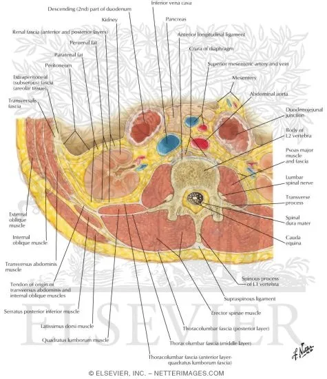 Cross-sectional anatomy of typical lumbar vertebra with labeled structures