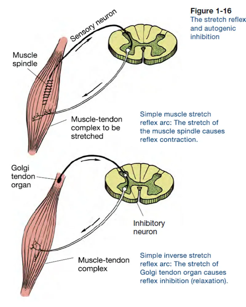 Detailed illustration of muscle spindle and Golgi tendon organ anatomy