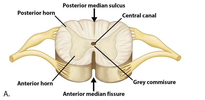 Cross-sectional spinal cord anatomy showing gray and white matter organization