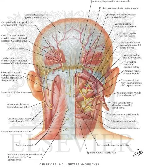 Detailed view of suboccipital triangle muscles and vertebral artery
