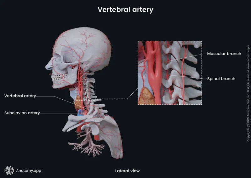 Cross-sectional view of vertebral artery anatomy through cervical spine