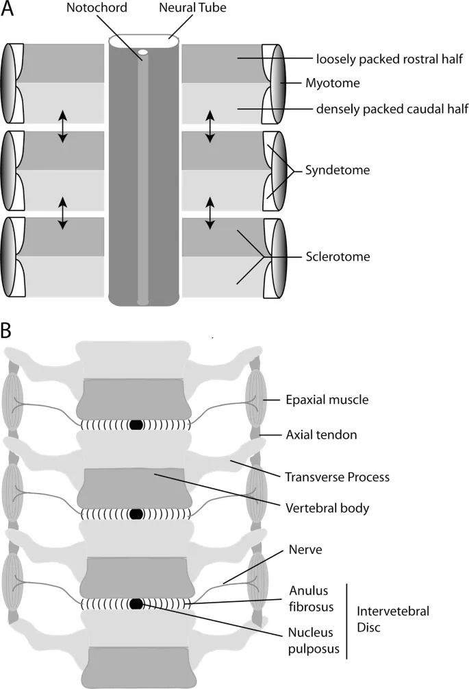 Detailed embryological development of vertebral column showing somite formation