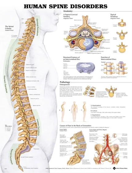 3D anatomical model showing vertebral column regions and curvatures
