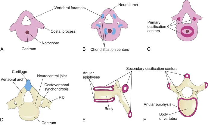 Cross-sectional view of developing vertebra showing chondrification centers