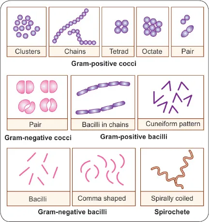Diverse bacterial morphologies showing cocci, bacilli, and spirilla under microscopic examination