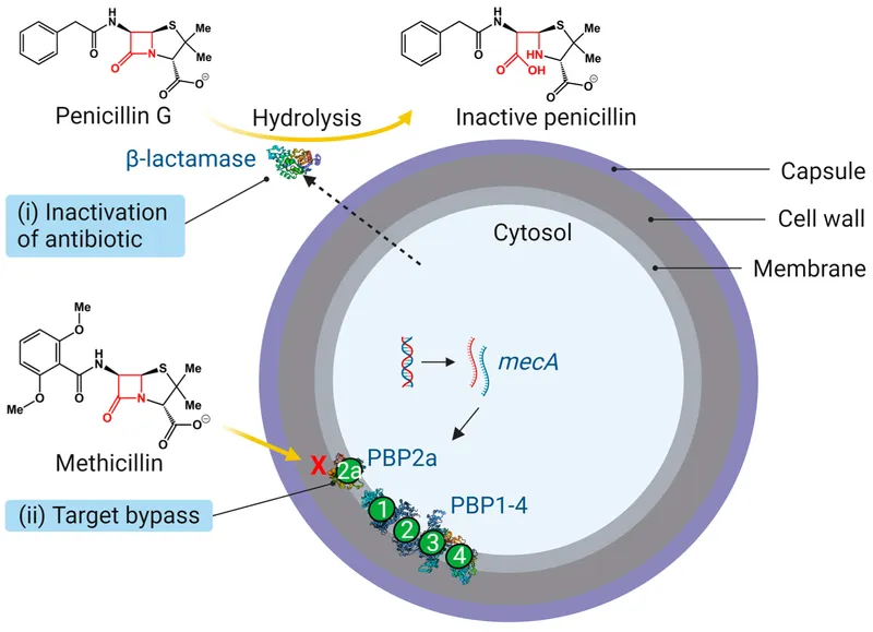 Antibiotic resistance mechanisms in bacterial skin pathogens
