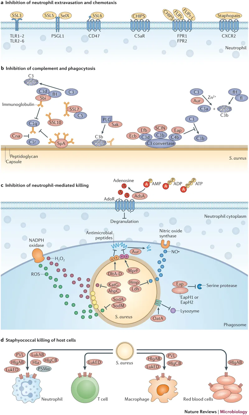 Bacterial virulence factors and host immune response mechanisms