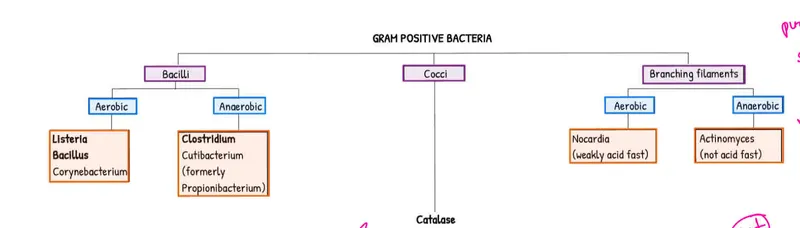 bacterial oxygen requirements