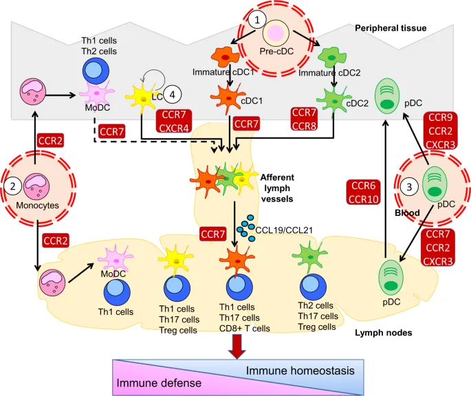 Immune cell migration pathways between skin and systemic circulation