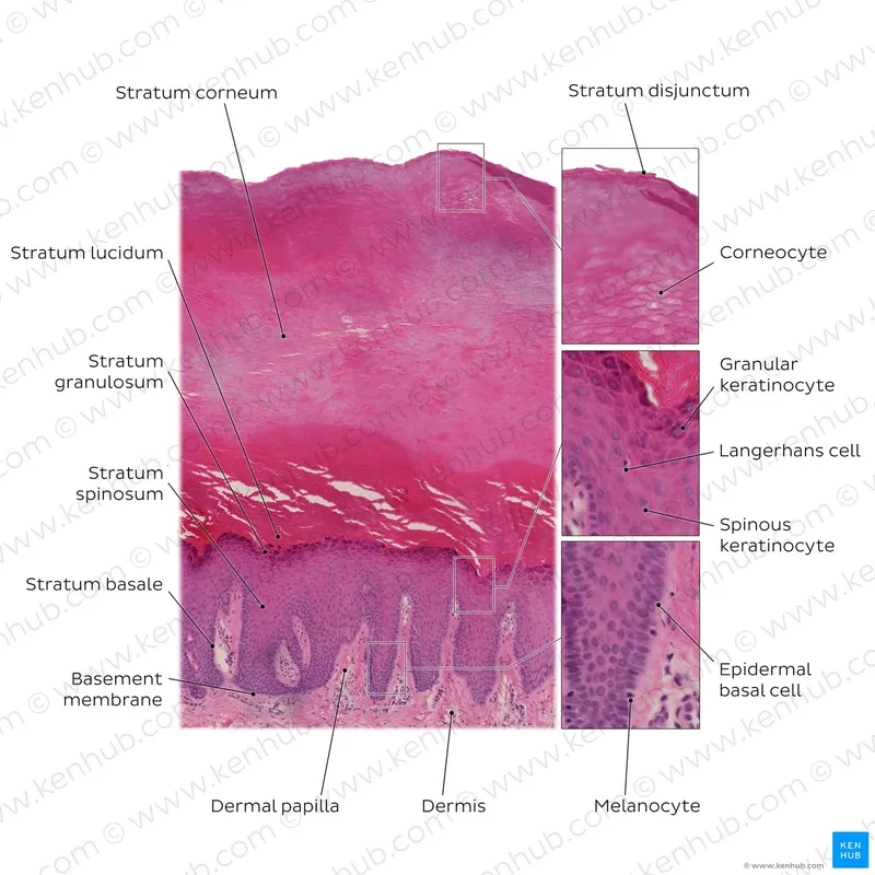 Detailed histological view of epidermal layers with cellular differentiation