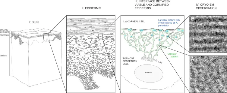 Electron microscopy of lamellar bodies and lipid bilayer formation